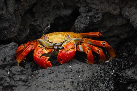 红色, 橙色, 岩石, 表面, 螃蟹, grapsus grapsus, 贝类