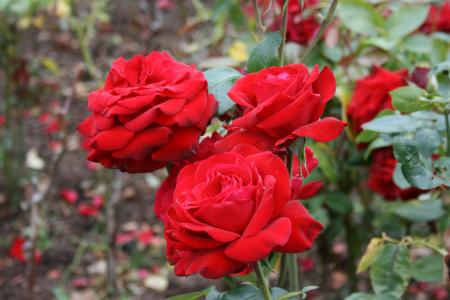 罗莎, 红玫瑰, 花, 红色, 美, 浪漫主义, 浪漫