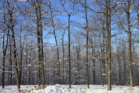 森林, 雪, 冬天, 树木, 伍兹, 感冒, 弗罗斯特