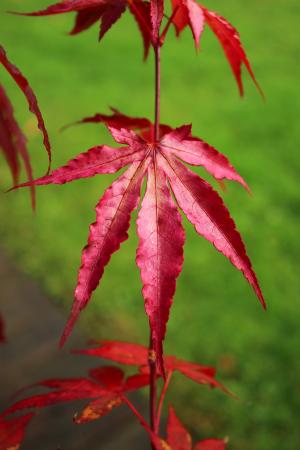 叶子, 红色, 秋天, 自然, 枫树