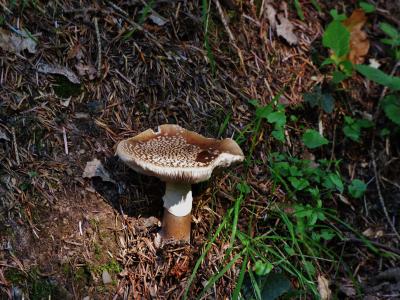 蘑菇, 棕菇, 秋天, 真菌, 自然, 森林, 食品