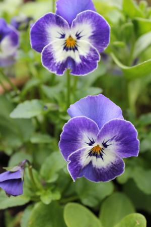 三色堇, 花, 自然, 蓝色, 紫罗兰色, 绽放, 植物区系