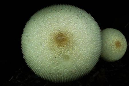 蘑菇, 蘑菇, 黑色背景