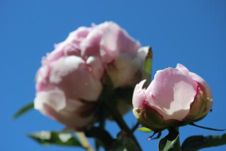 宝贝玫瑰, 牡丹, 开花, 绽放, 花, 春天, 双花
