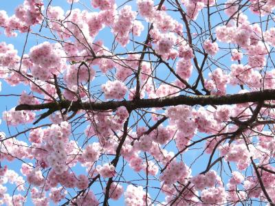 观赏樱桃, 花, 粉色, 日本的樱花树, 樱花, 开花, 绽放