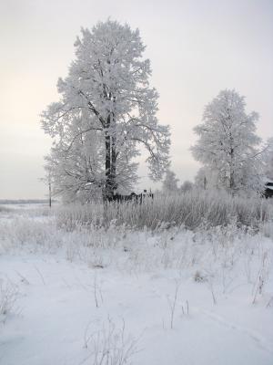 景观, 冬天, 雪, 冰, 天空, 云彩, 房子