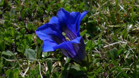 蓝色, 花瓣, flowrr, 龙胆草, 山脉, 蓝色, 开花, 绽放