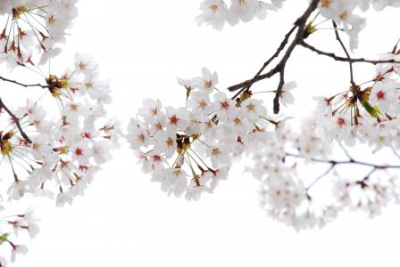 樱桃花, 花角, 词缀, 树, 自然, 分公司, 春天