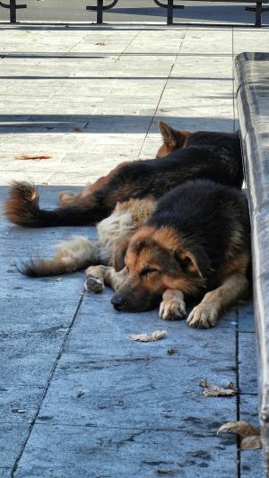 狗, 睡眠, 动物, 休息, 打瞌睡, 放松, 无家可归者