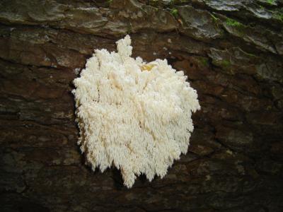 珊瑚菌, 蘑菇, 巴伐利亚森林