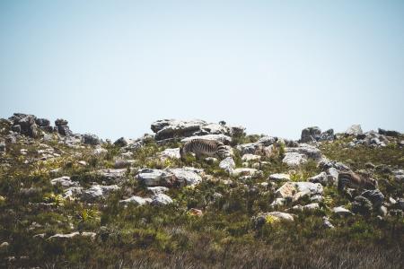 斑马, 悬崖, 岩石, 山坡上, 放牧, 自然, 岩石-对象