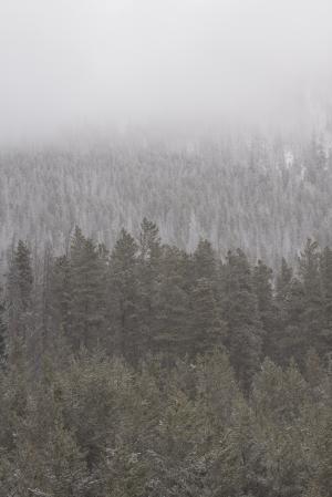 灰色, 规模, 摄影, 树木, 树, 雾, 森林