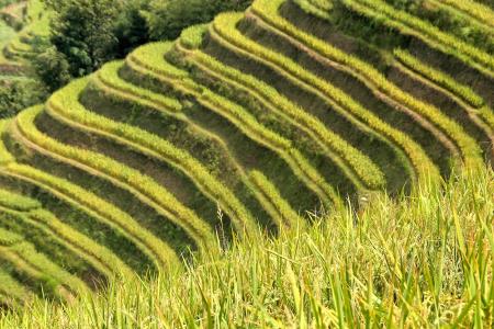 大米, 人工林, 水稻种植园, 稻田, 亚洲, 景观, 字段