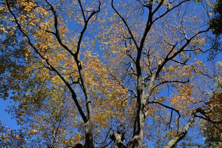 赛季, 秋天, 分支机构, 树木, 10 月, 自然, 叶子