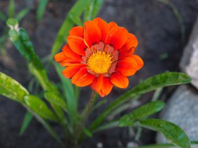 花, 橙色的花, 橙花, 橙色, 特写, 花坛, 花园里的花