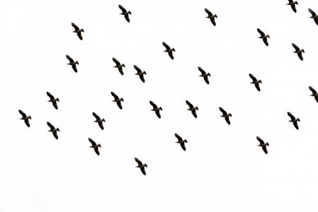 鸟, 天空, 飞行, 鸟类飞行, 在飞行中, dom, 图片