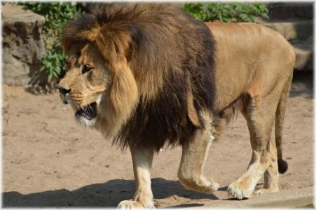 狮子, 国王, 捕食者, 大猫, 猫, 猫科动物, 动物