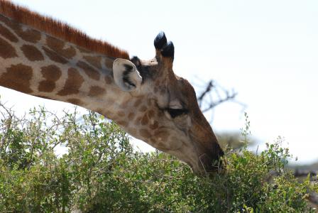 长颈鹿, 自然, 野生动物园