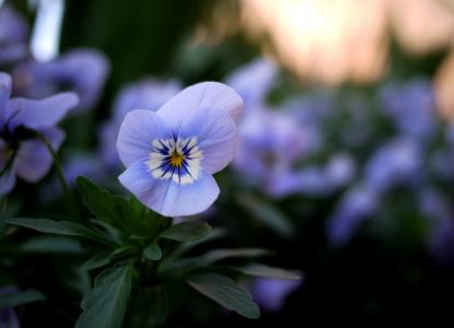 三色堇, 花, 紫罗兰色, 多彩, 开花, 绽放, 春天