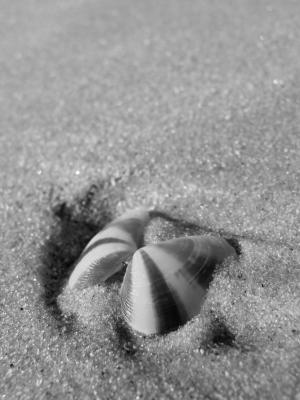 壳, 海, 夏季, 旅行, 沙子, 海贝壳, 度假