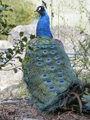 孔雀, 蓝色, 鸟, 自然, 多彩, 模式, 动物