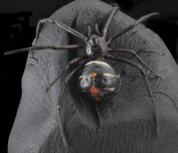 黑寡妇蜘蛛, 蛛形纲动物, 宏观, 有毒, 可怕, 自然, 毒蛇
