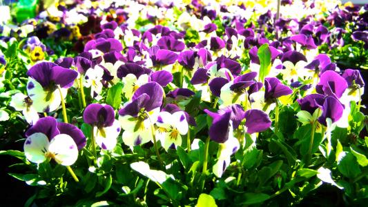三色堇, 春天, 自然, 紫色和白色