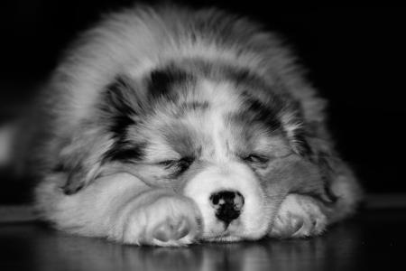 狗, 小狗, nos, 睡眠, 宠物, 动物, 可爱