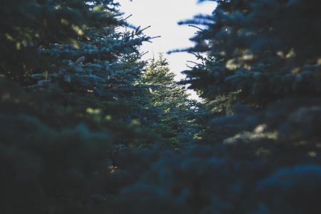 森林, 自然, 树木, 版税图像, 树, 冬天, 圣诞节