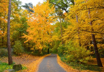 秋天, 秋天的色彩, 秋天的树林, 森林, 走了, 金色的秋天, 秋天的树叶