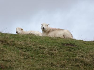 羊, 威尔士, 羔羊, 羊毛, 户外, 斯诺登尼亚, 放牧
