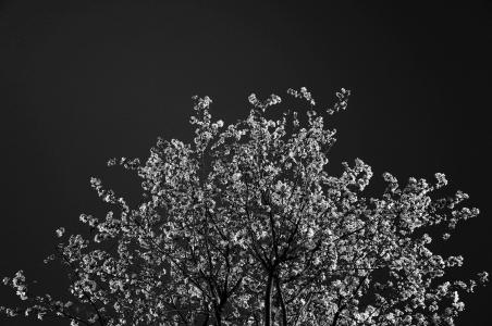 树, 花朵, 黑色和白色, 自然, 春天, 樱桃, 分公司