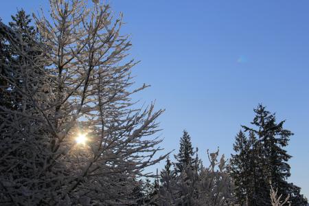 下雪的早晨, 晴朗的雪, 冷透镜闪光, 冬天, 树, 自然, 雪