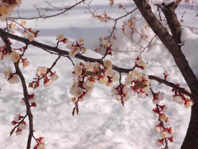 树, 杏, 元素, 雪, 天气, 春天, 花