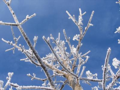 冬天, 白霜, 感冒, 弗罗斯特, 树, 叶子, 分支机构