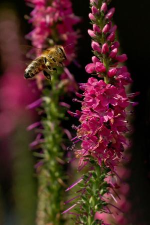 蜜蜂, 昆虫, 关闭, 宏观, 开花, 绽放, api
