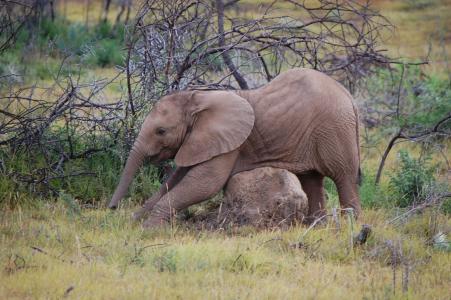 小象, 野生动物保护区, 大象南非, 动物, 大5, 大五人格, 东开普省