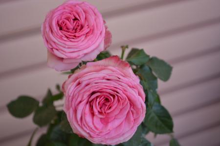 玫瑰, 粉色, 年份, 开花, 绽放, 美, 植物