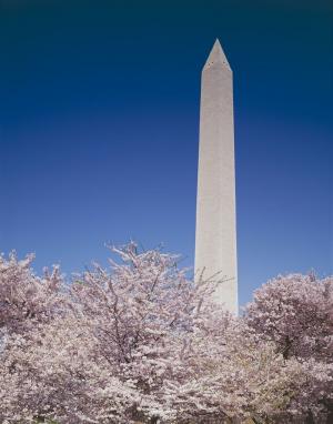华盛顿纪念碑, 主席, 纪念, 历史, 樱桃树, 花朵, 春天