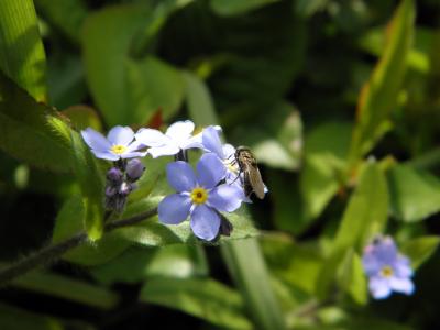 飞, 昆虫, 别忘了我, 蓝色的花, 忘了我不, 紫草科, 观赏植物