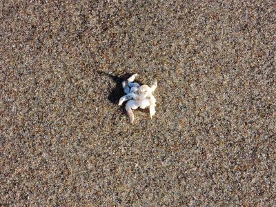 螃蟹, 沙子, 蟹壳, 壳, 胴体, 海洋, 海岸