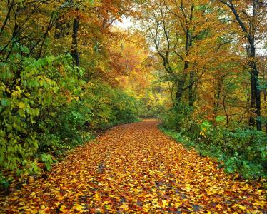 秋天, 道路, 落叶, 湿法, 森林, 白神山地, 日本
