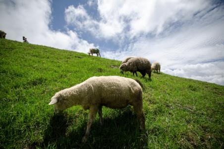 群羊, 羊, 动物, 农村, 养羊场, 牲畜, 云的天空