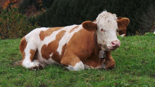 母牛, 动物, 牧场