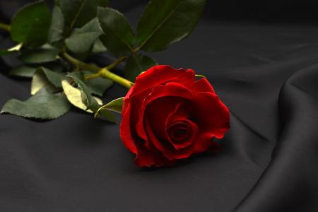 上升, 红色, 红玫瑰, 花, 开花, 绽放, 浪漫