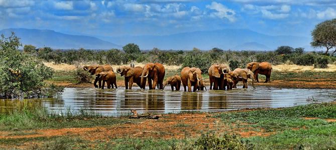 大象, 水洞, 野生动物园, 非洲, 南非, 自然, 野生动物