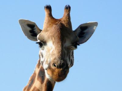 长颈鹿, 柴尔德, 肯尼亚, 非洲, 哺乳动物, 自然, 动物