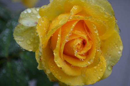 黄玫瑰, 上升, 黄色, 雨, 绽放