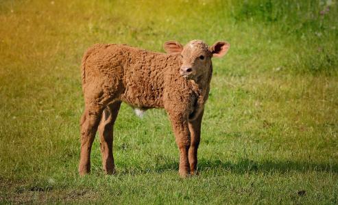 小牛, 年轻的动物, 牛肉, 牲畜, 牛, 草甸, 草