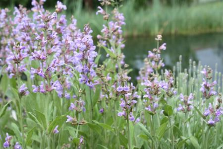 鼠尾草, 花, 鼠尾草的花, 药用植物, 紫色